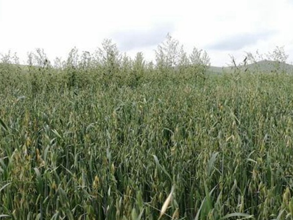 燕麥種植的生長環(huán)境是怎樣的？有什么需要注意的？