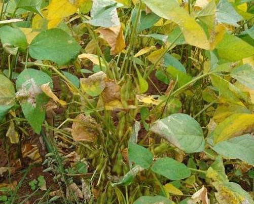 黑豆種植方法有哪些？什么時(shí)候播種比較合適？