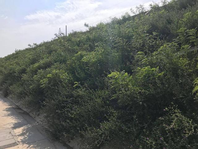 胡枝子的種植技術(shù)介紹，什么時候播種最佳？