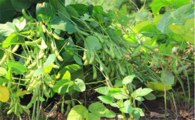 種植黑豆時(shí)，掌握技術(shù)方法產(chǎn)量能提升