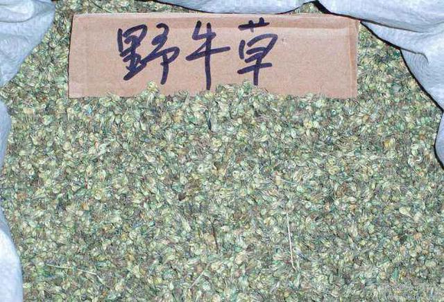 種植野牛草不僅僅要知道什么時候種植，還要知道種植后如何管理
