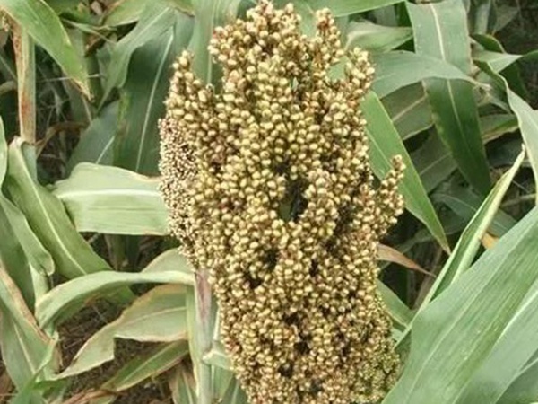 甜高粱簡(jiǎn)單的種植方法，如何播種