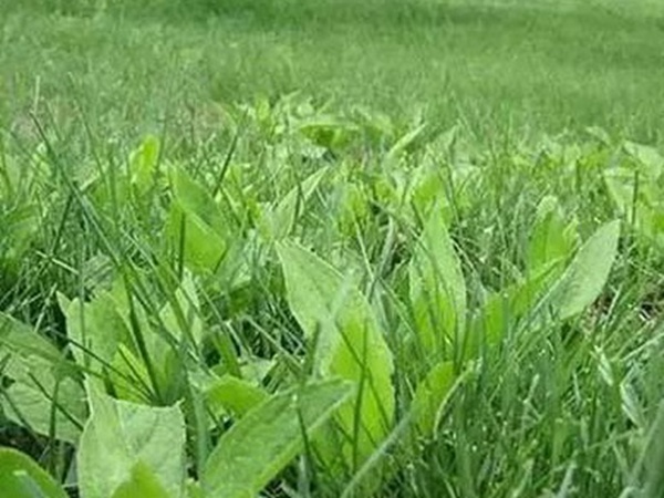 草坪養(yǎng)護 | 夏季管理管理技術(shù)要點與栽培方法