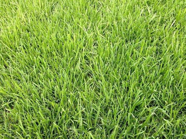 堿茅草種子多久能發(fā)芽，播種方法是什么？