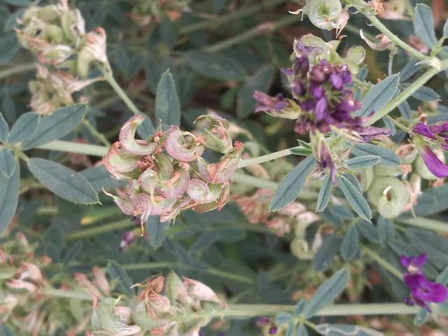 溫帶優(yōu)質(zhì)牧草——紫花苜蓿