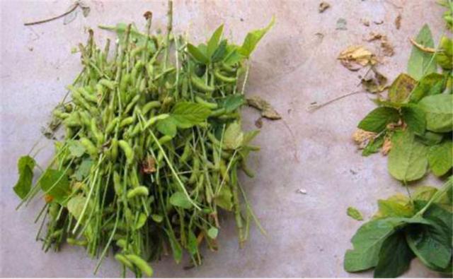 種植黑豆時(shí)，掌握技術(shù)方法產(chǎn)量能提升