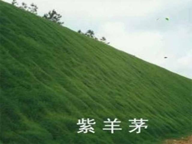 冷季型草坪種子紫羊茅種植起來居然會(huì)這么簡單