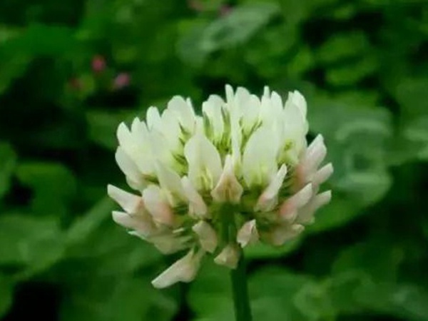 十種優(yōu)質(zhì)牧草及其栽培技術(shù)與方法