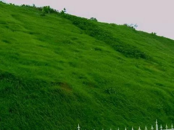 狗牙根種子播種方法以及種植技術(shù)