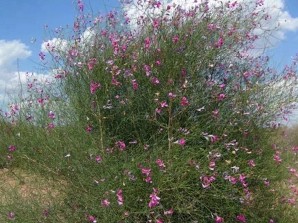 常見植物花棒——耐旱、喜光樹種