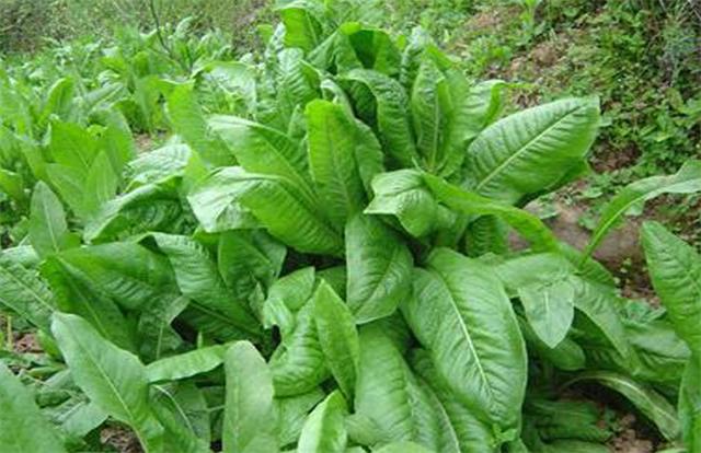 牧草菊苣是多年生嗎？種植方法是什么？