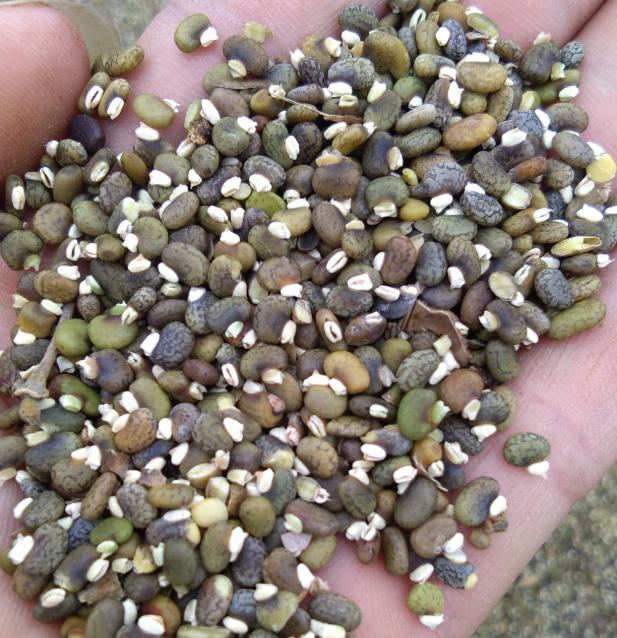 毛豆常見，山毛豆種植技術(shù)有哪些？