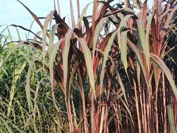 象草是一種高價(jià)值的飼料，種植栽培方法是什么