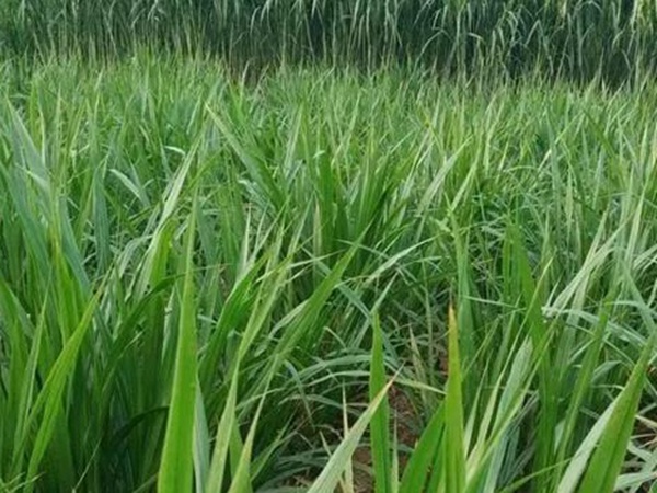 皇竹草種植經(jīng)濟(jì)效益是什么？有什么作用？