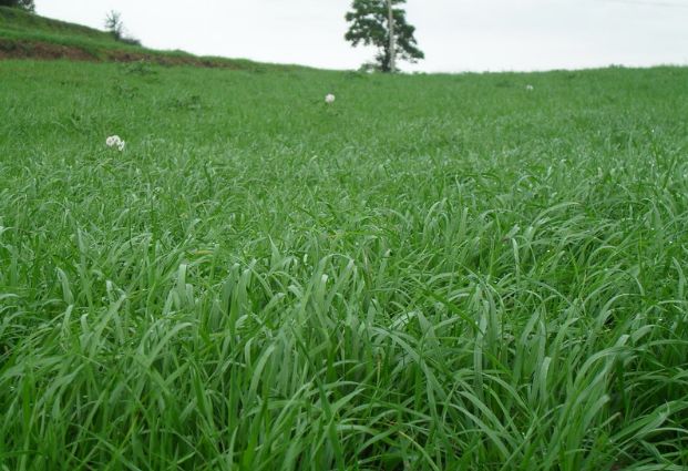 養(yǎng)牛最適合種植什么牧草比較好？種植方法是什么？