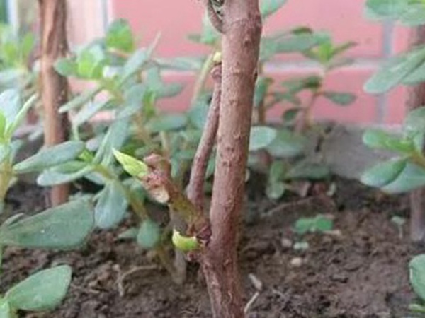 爬山虎的繁殖方法，存活率怎么樣？