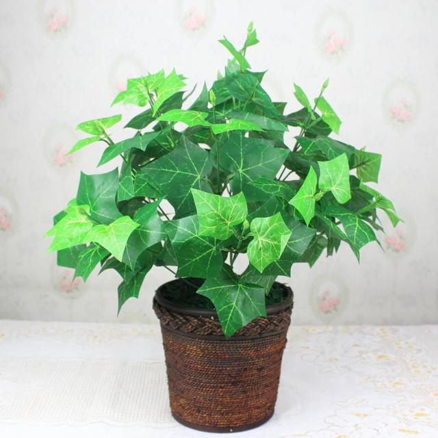 爬山虎也能做盆景？生長(zhǎng)能力比較好，抗旱能力不錯(cuò)