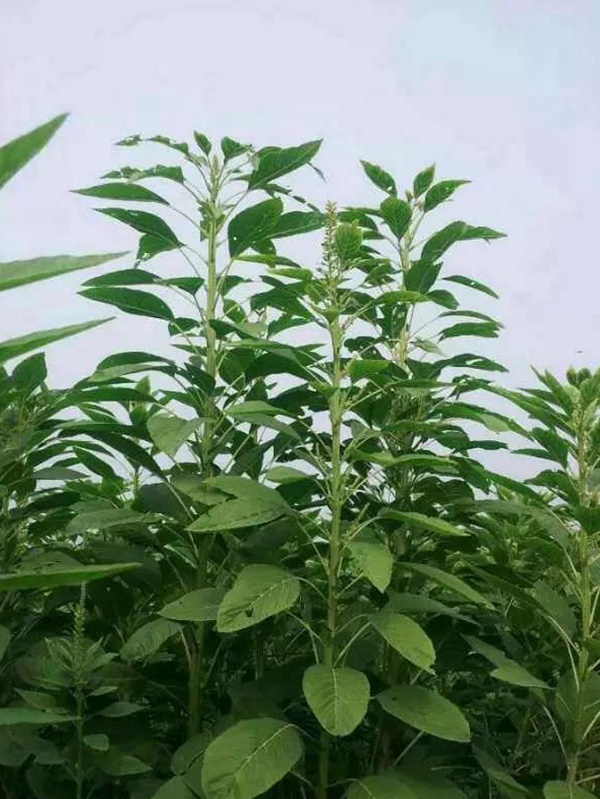 籽粒莧是一種什么植物，又什么作用