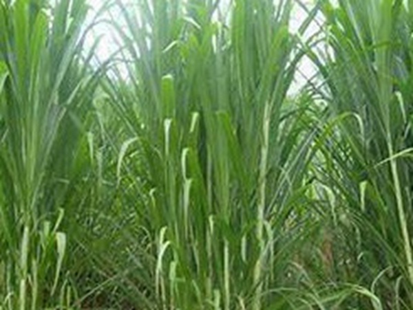 牧草要怎么種植比較好，有什么好的方法？