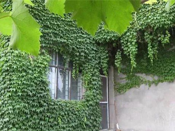 「爬山虎」的種植方法，有什么種植要求？