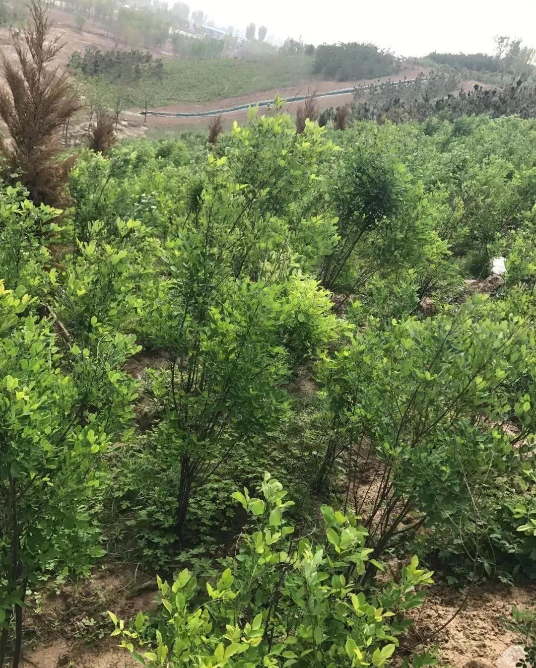 灌木種子—胡枝子基本介紹以及生態(tài)習性