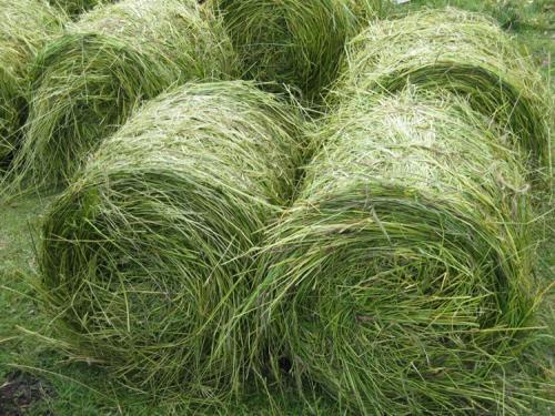 優(yōu)質(zhì)高產(chǎn)牧草，冬牧70黑麥草種植時間