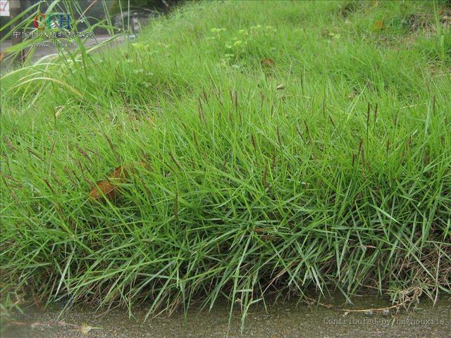 結(jié)縷草草坪草的經(jīng)濟(jì)價(jià)值及其種植管理技術(shù)
