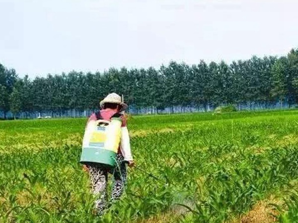 墨西哥玉米草出苗成活率是什么原因，怎么樣提高成活率？