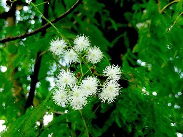 賞花——【銀合歡】主要價(jià)值