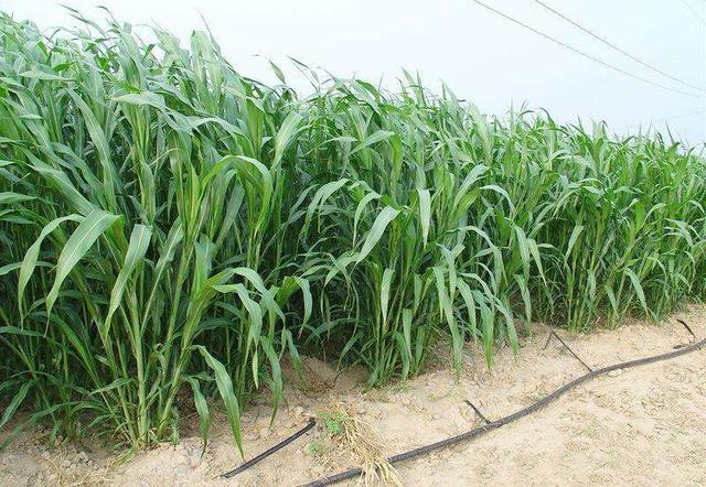 高丹草是優(yōu)質(zhì)的牧草，哪里有多年生的高丹草種子
