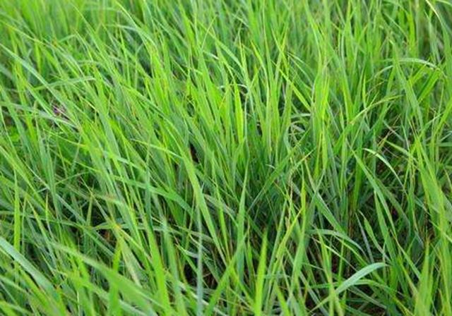 耐活堿草農(nóng)作物，要知道它的生物特性，種植起來(lái)很簡(jiǎn)單