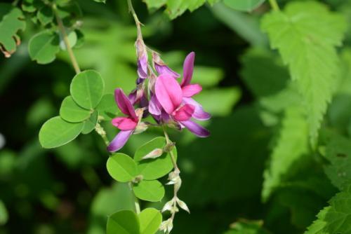 胡枝子的種植技術(shù)介紹，什么時候播種最佳？