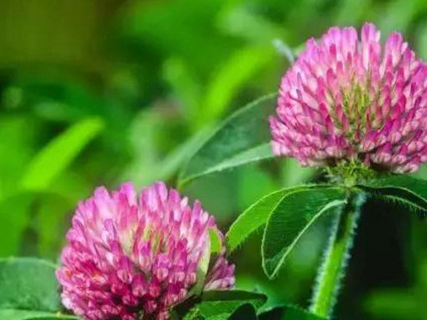 十種優(yōu)質(zhì)牧草及其栽培技術(shù)與方法