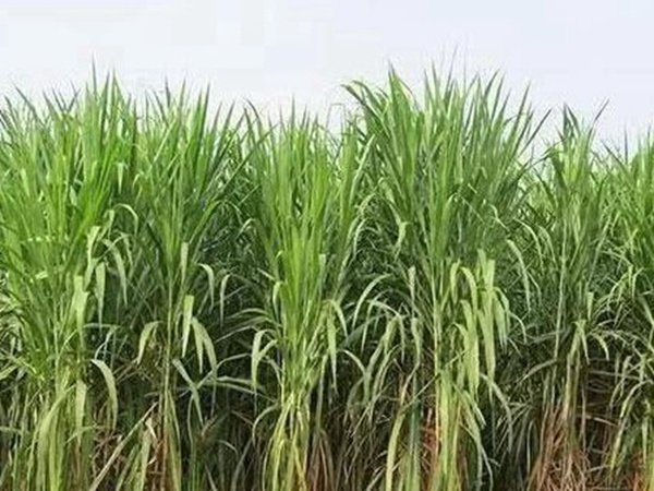 皇竹草種植經(jīng)濟(jì)效益是什么？有什么作用？