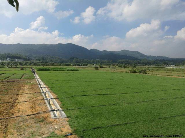 結(jié)縷草草坪草的經(jīng)濟(jì)價(jià)值及其種植管理技術(shù)