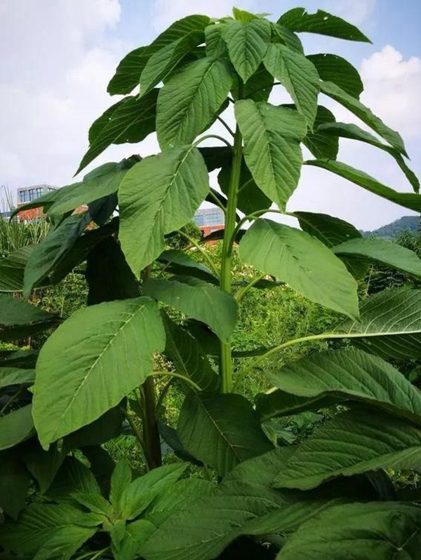 養(yǎng)豬用什么牧草種植比較好？