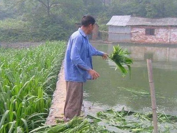 養(yǎng)魚種什么草種好？皇竹草喂草魚效果好，有什么方法