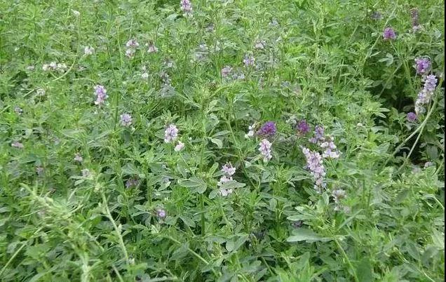 養(yǎng)牛最適合種植什么牧草比較好？種植方法是什么？