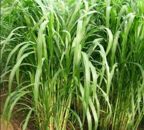 有一種草叫墨西哥玉米草，最適合農(nóng)村養(yǎng)殖戶種植