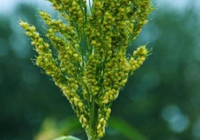 甜高梁種植技巧是什么，如何產(chǎn)量高