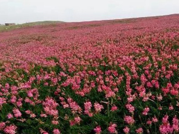 牧草皇后“紅豆草”主要價(jià)值與應(yīng)用
