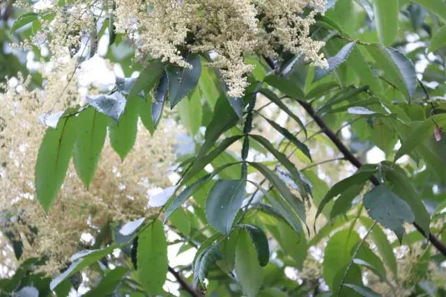 江陰鄉(xiāng)土植物——鹽膚木灌木