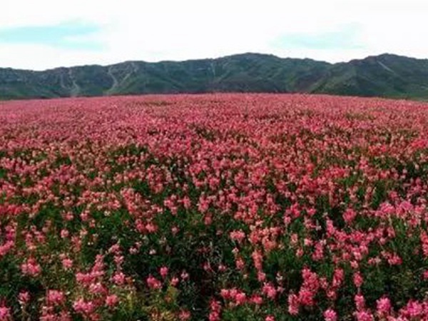 牧草皇后“紅豆草”主要價(jià)值與應(yīng)用