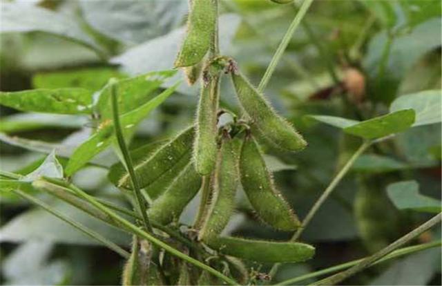 黑豆如何種植？種植方法是什么？有什么需要注意的？