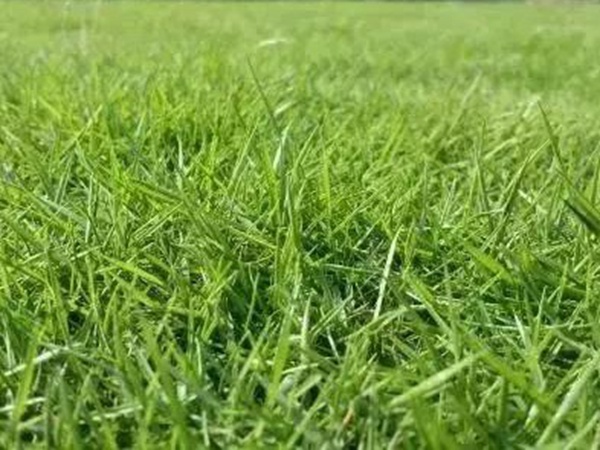 不同氣候地區(qū)怎么選擇綠化草種？有什么好的方法？