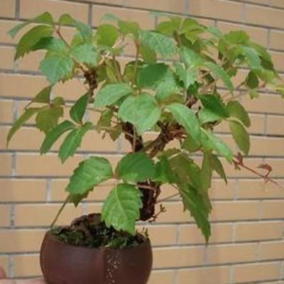 爬山虎也能做盆景？生長(zhǎng)能力比較好，抗旱能力不錯(cuò)