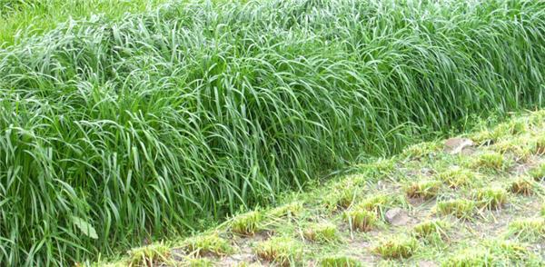 優(yōu)質(zhì)牧草——高丹草，種植高丹草種子如何高產(chǎn)？