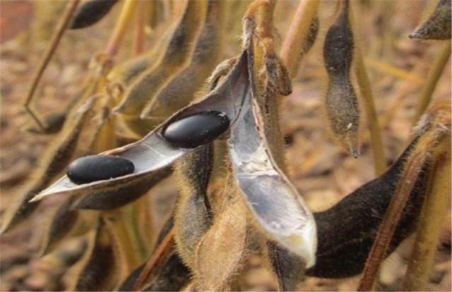 黑豆如何種植？種植方法是什么？有什么需要注意的？