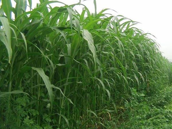 蘇丹草種植幾個(gè)步驟以及播種方法