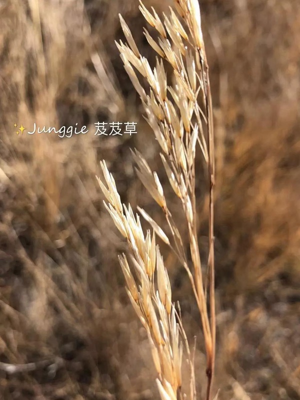 芨芨草飼用價(jià)值？——耐寒耐旱耐鹽堿